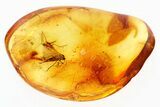 Detailed Fossil Fungus Gnat (Sciaridae) In Baltic Amber - Laying Eggs #307880-1